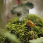 Cat Woods Emblematic Essence